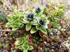 Gentiana glauca