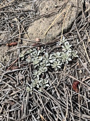Antennaria parvifolia