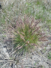 Poa ligularis