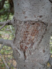 Cronartium ribicola