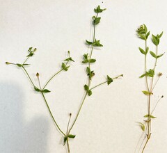 Stellaria calycantha