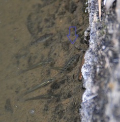 Barbodes semifasciolatus