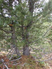 Cronartium ribicola