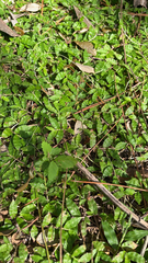 Oplismenus hirtellus