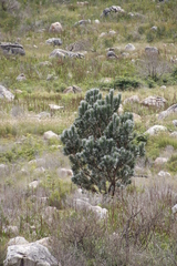 Leucadendron argenteum