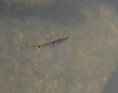 Barbodes semifasciolatus