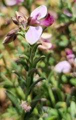 Polygala affinis