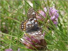 Euphydryas cynthia