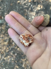 Stereum sanguinolentum