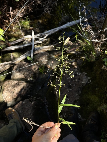Isachne distichophylla observed 2022-09-27