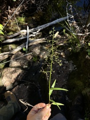 Isachne distichophylla