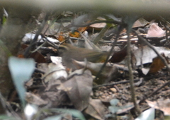 Urosphena squameiceps