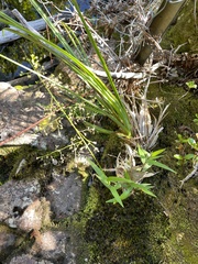 Isachne distichophylla