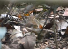 Urosphena squameiceps