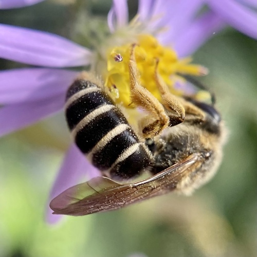Foto von Rotbeinige Furchenbiene