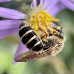 Orange-legged Furrow Bee