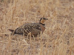 Pterocles alchata