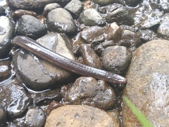 Ichthyophis hypocyaneus