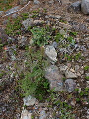Pedicularis bracteosa