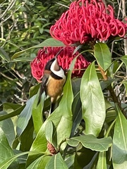 Acanthorhynchus tenuirostris