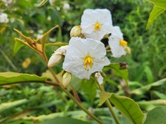 Solanum variabile