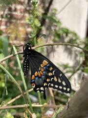 Papilio polyxenes asterius
