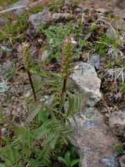 Pedicularis bracteosa