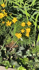 Coreopsis verticillata
