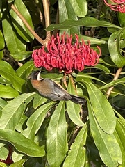 Acanthorhynchus tenuirostris