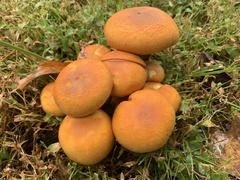 Gymnopilus subspectabilis
