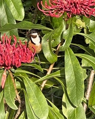 Acanthorhynchus tenuirostris