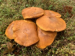 Gymnopilus subspectabilis