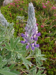 Lupinus arcticus