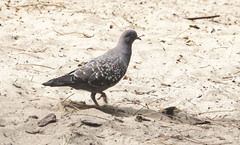 Patagioenas maculosa