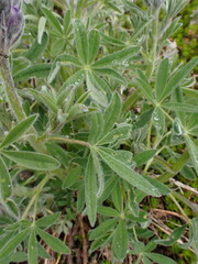 Lupinus arcticus