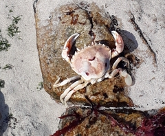 Ovalipes trimaculatus