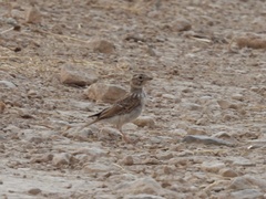 Alaudala rufescens