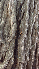 Dendrobias mandibularis