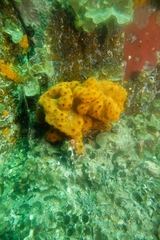 Botrylloides violaceus