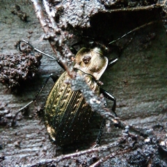 Carabus granulatus