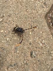 Trachyderes