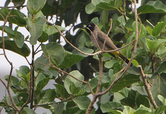 Pycnonotus xanthopygos