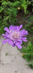 Scabiosa incisa