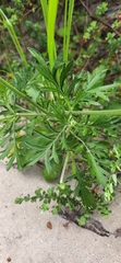 Scabiosa incisa