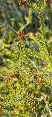 Passerina obtusifolia