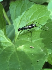Rainieria