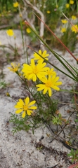 Steirodiscus tagetes