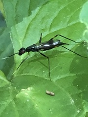 Rainieria