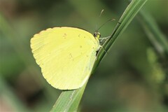 Eurema smilax
