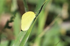Eurema smilax
